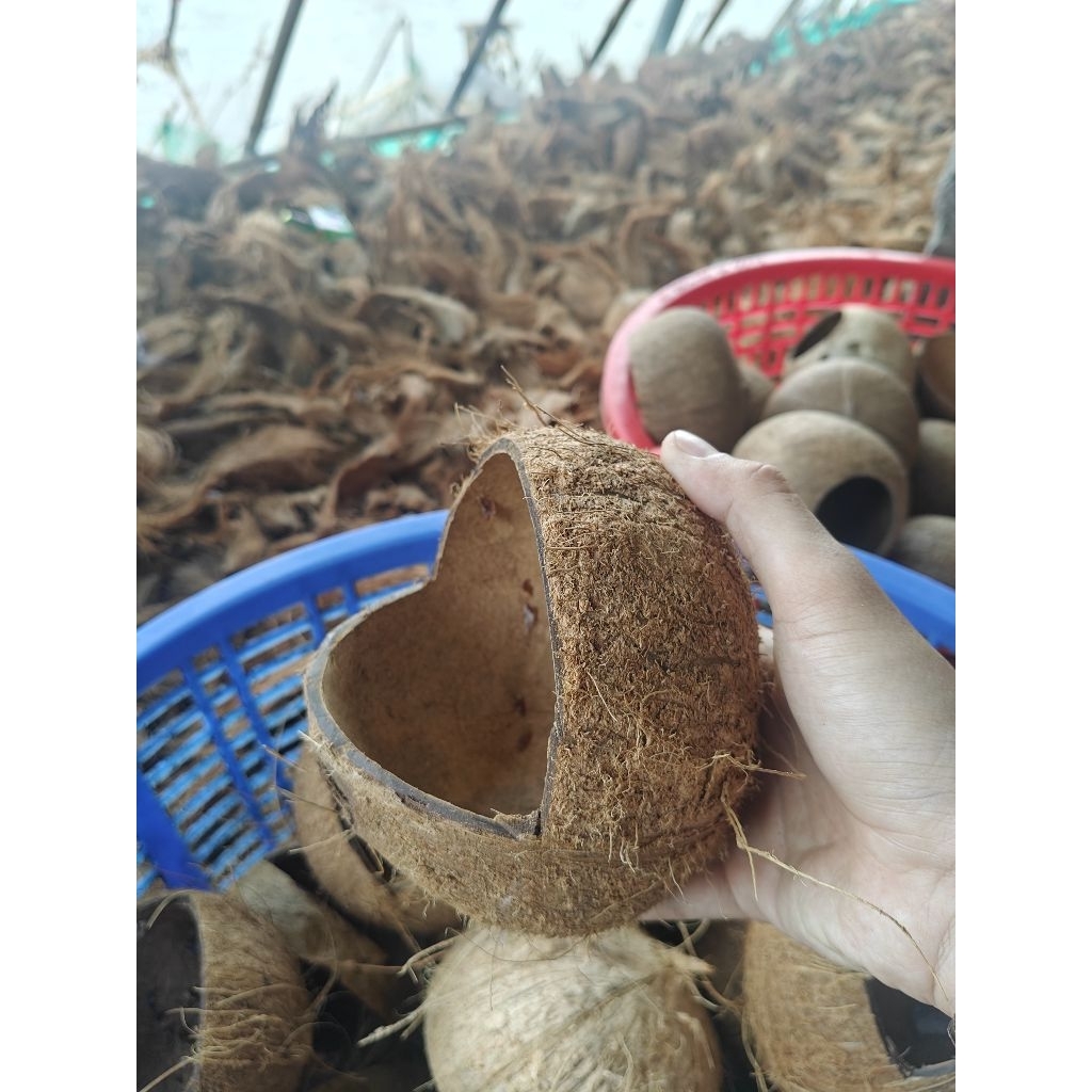 Gáo Dừa Cắt Hàm Ếch Chưa Mài Sạch Xơ - Tổ Ngủ Cho Chim, Hamster, Sóc, Bọ - Trồng Cây Decor ....