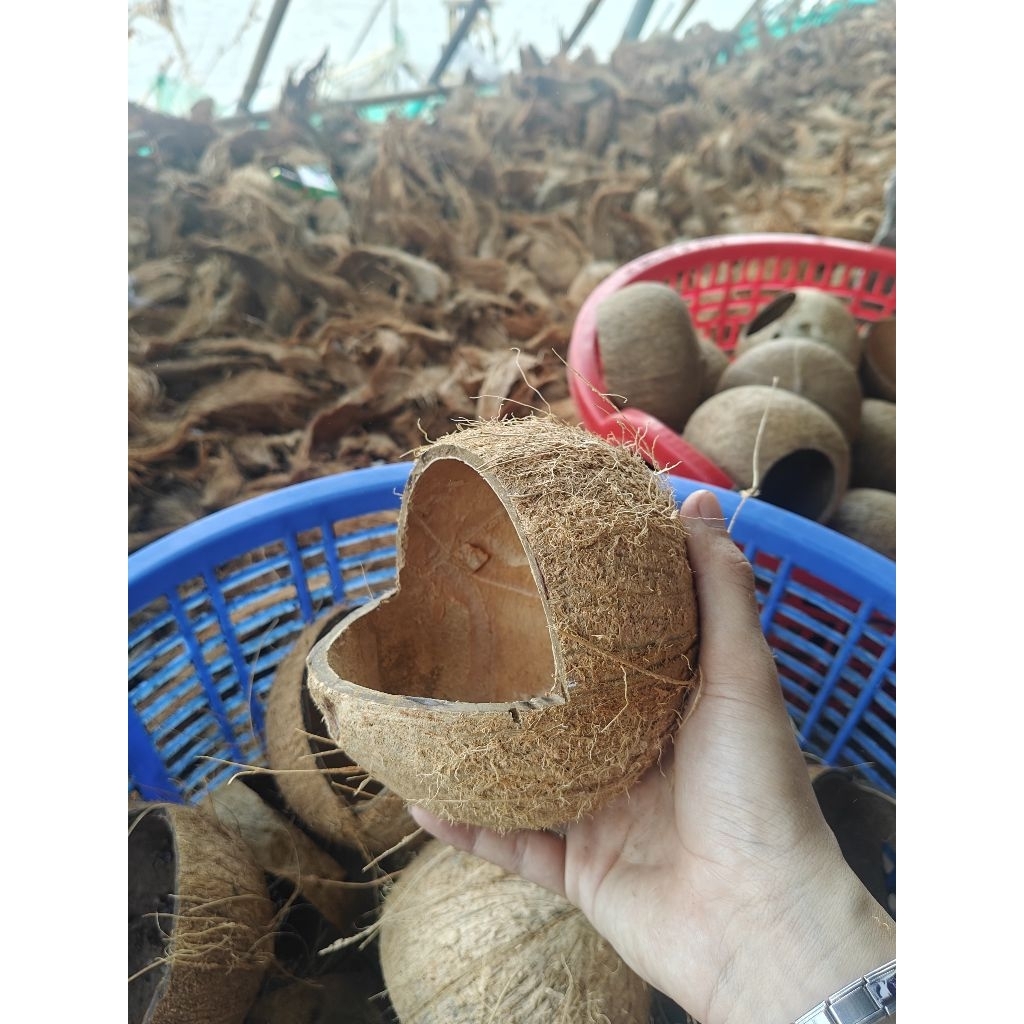 Gáo Dừa Cắt Hàm Ếch Chưa Mài Sạch Xơ - Tổ Ngủ Cho Chim, Hamster, Sóc, Bọ - Trồng Cây Decor ....
