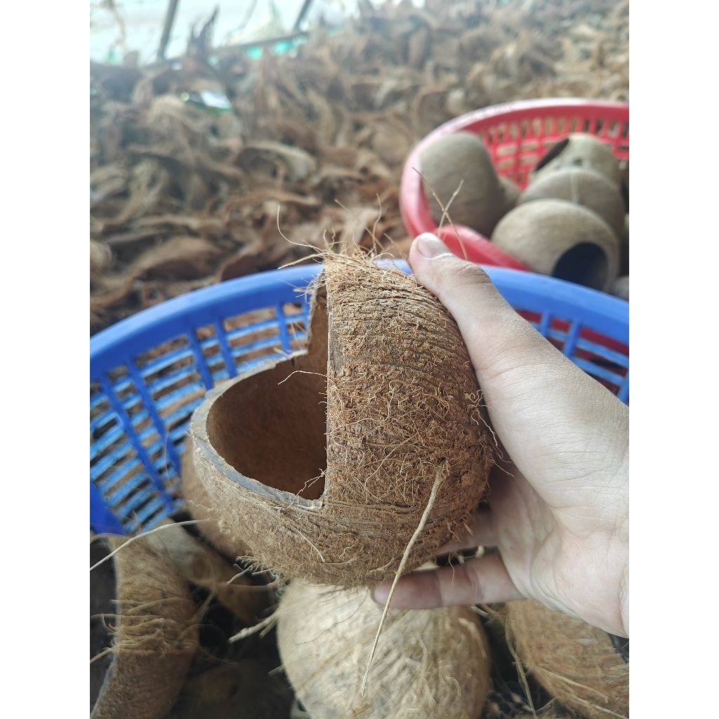 Gáo Dừa Cắt Hàm Ếch Chưa Mài Sạch Xơ - Tổ Ngủ Cho Chim, Hamster, Sóc, Bọ - Trồng Cây Decor ....