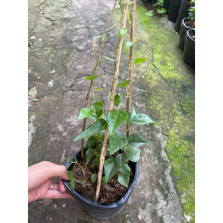 Chậu dây lá sâm trơn, làm thạch thanh nhiệt