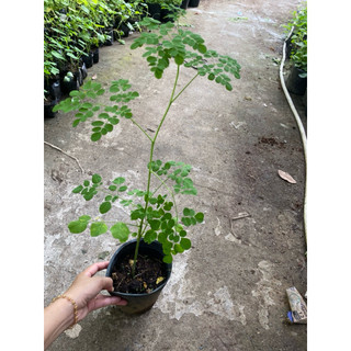Chậu cây giống chùm ngây