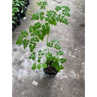 Chậu cây giống chùm ngây
