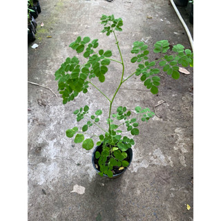Chậu cây giống chùm ngây