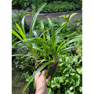 Chậu lá dứa( lá nếp) - chậu 3 cây