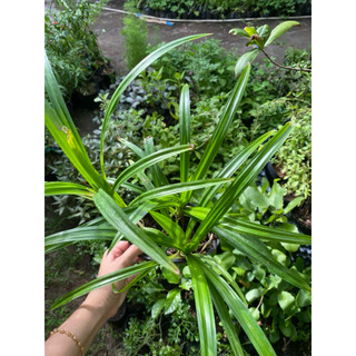 Chậu lá dứa( lá nếp) - chậu 3 cây