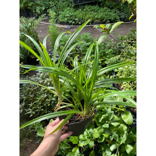 Chậu lá dứa( lá nếp) - chậu 3 cây