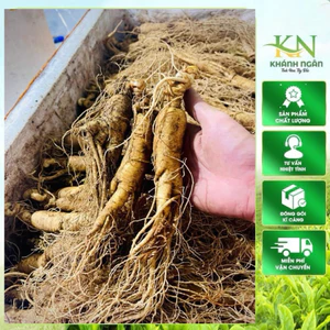 Sâm Trường Bạch Loại Đẹp Nhiều Rễ Tơ Lên Bình Sang Thơm Tự Nhiên Tặng Táo Đỏ Kỷ Tử 500gr