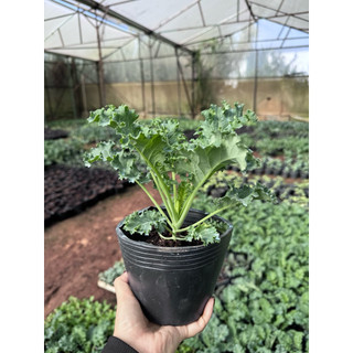 Chậu Cải Kale Xoăn Mỹ ( Cải Keo )
