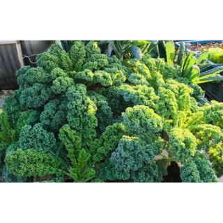 Chậu Cải Kale Xoăn Mỹ ( Cải Keo )