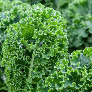 Chậu Cải Kale Xoăn Mỹ ( Cải Keo )