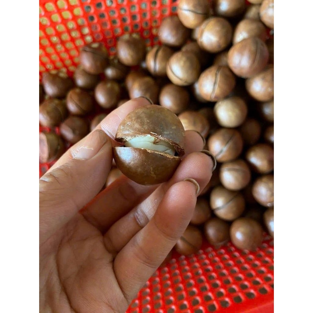 1Kg HẠT MACCA SAI TO, ĐÃ SẤY CHÍN VÀ ĂN LIỀN ĐƯỢC TÁCH NỨT Và Kèm khuI