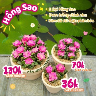 Sen đá Hồng Sao cả bụi màu dễ thương như ảnh có sẵn tại vườn Mầm Nắng Garden lỗi 1 đền 1