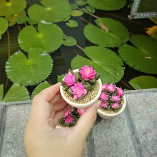 Sen đá Hồng Sao cả bụi màu dễ thương như ảnh có sẵn tại vườn Mầm Nắng Garden lỗi 1 đền 1
