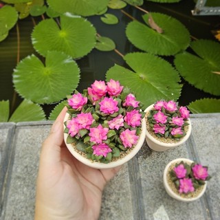 Sen đá Hồng Sao cả bụi màu dễ thương như ảnh có sẵn tại vườn Mầm Nắng Garden lỗi 1 đền 1