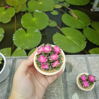 Sen đá Hồng Sao cả bụi màu dễ thương như ảnh có sẵn tại vườn Mầm Nắng Garden lỗi 1 đền 1