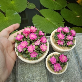 Sen đá Hồng Sao cả bụi màu dễ thương như ảnh có sẵn tại vườn Mầm Nắng Garden lỗi 1 đền 1