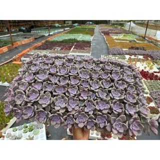 COMBO 5 SEN ĐÁ mini HỒNG MẬP KHỎE ĐẸP NHƯ ẢNH SIZE VỈ Mầm Nắng Garden  LỖI 1 ĐỀN 1