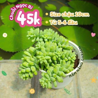Sen Đá Chuỗi Ngọc Bi Size Trung 10cm Dáng Rủ Xinh Xắn - Cây Khỏe Đẹp Decor Bàn Làm Việc - Mầm Nắng Garden