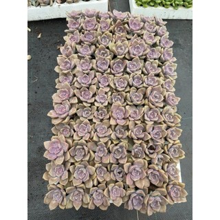 COMBO 5 SEN ĐÁ mini HỒNG MẬP KHỎE ĐẸP NHƯ ẢNH SIZE VỈ Mầm Nắng Garden  LỖI 1 ĐỀN 1