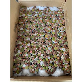 Sen Mông mix kèm chậu như ảnh xinh xắn siêu cưng làm quà tặng có sẵn tại vườn MIKO_GARDEN lỗi 1 đền 1