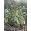 Combo3 Cây Giống Bồ Kết GIống Mới Ra QUả Sớm - cây Cao 50-60cm cây có bầu rễ đất ổn định