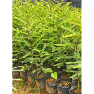 Combo3 Cây Giống Bồ Kết GIống Mới Ra QUả Sớm - cây Cao 50-60cm cây có bầu rễ đất ổn định