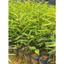 Combo3 Cây Giống Bồ Kết GIống Mới Ra QUả Sớm - cây Cao 50-60cm cây có bầu rễ đất ổn định