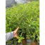 Combo3 Cây Giống Bồ Kết GIống Mới Ra QUả Sớm - cây Cao 50-60cm cây có bầu rễ đất ổn định
