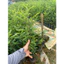 Combo3 Cây Giống Bồ Kết GIống Mới Ra QUả Sớm - cây Cao 50-60cm cây có bầu rễ đất ổn định