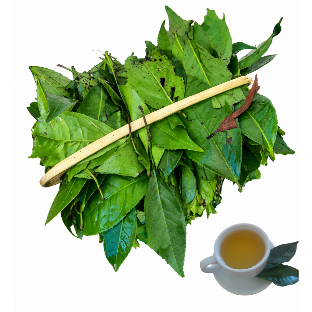 Lá chè xanh tươi Truồi xứ  Huế | Lá chè tươi nguyên lá |  Vị thanh nhẹ , không đắng gắt
