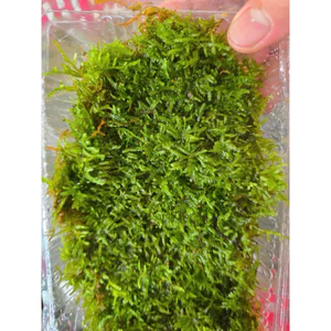 Rêu Weeping Sợi Nhỏ - Rêu Bán Cạn Và Thuỷ Sinh
