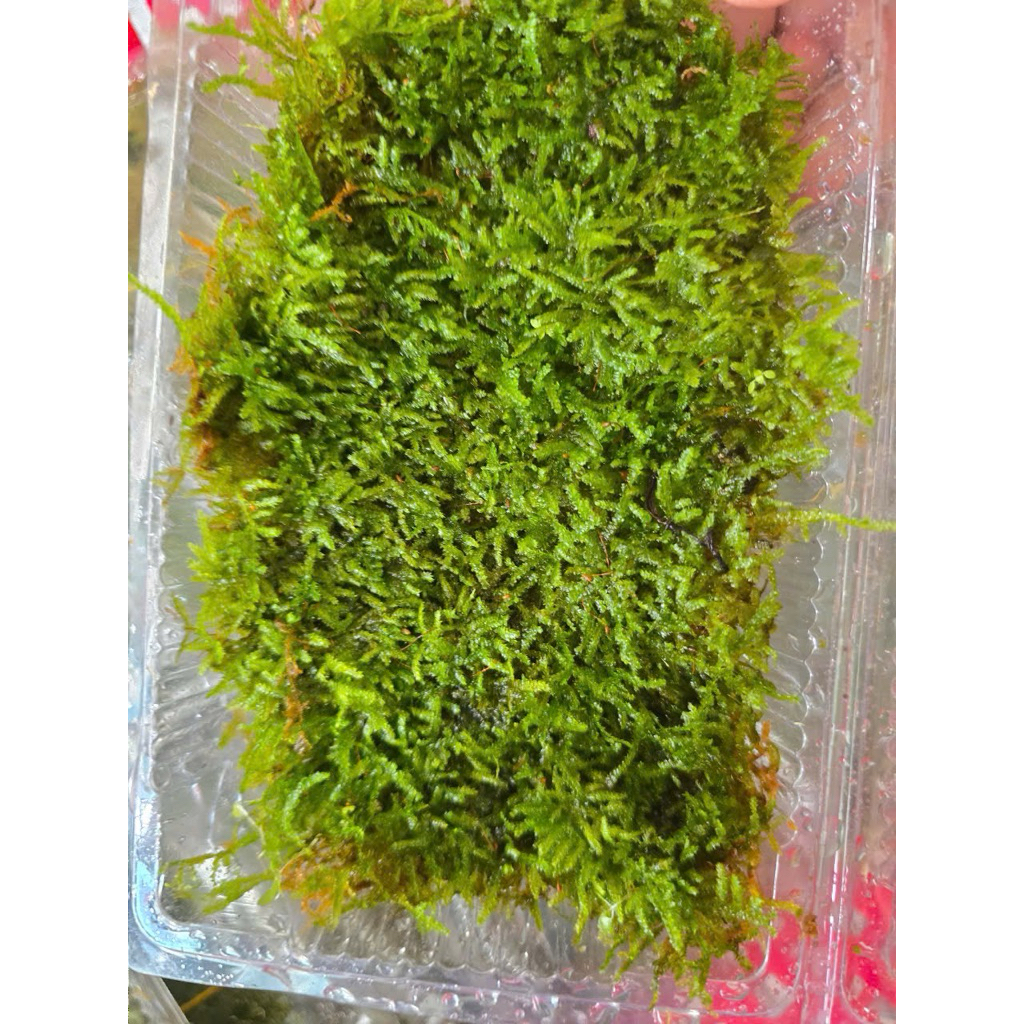 Rêu Weeping Sợi Nhỏ - Rêu Bán Cạn Và Thuỷ Sinh