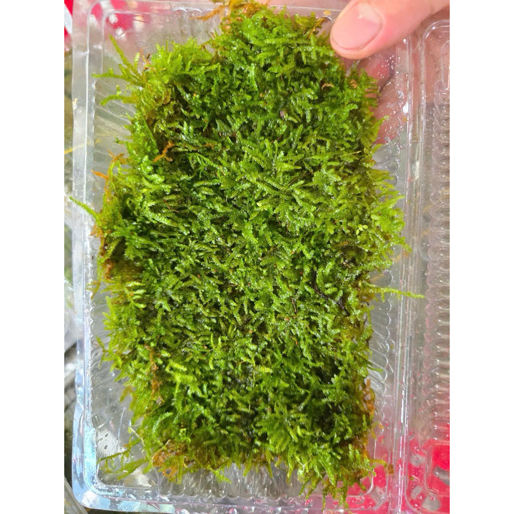 Rêu Weeping Sợi Nhỏ - Rêu Bán Cạn Và Thuỷ Sinh