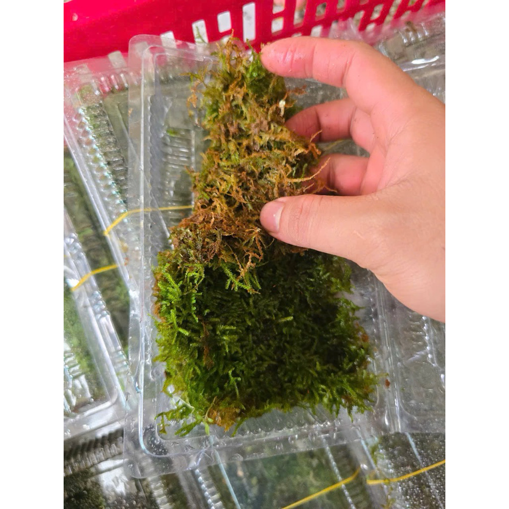 Rêu Weeping Sợi Nhỏ - Rêu Bán Cạn Và Thuỷ Sinh