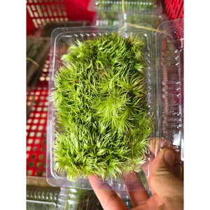 Rêu Cỏ Mây - Rêu Cỏ Mây Tươi