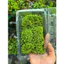 Rêu Cushion dài - hộp 1 lớp