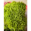 Rêu Cushion dài - hộp 1 lớp