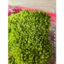Rêu Cushion dài - hộp 1 lớp