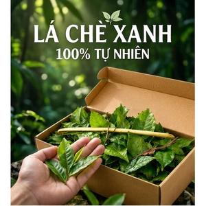 Lá chè xanh già - Truồi xứ Huế | Lá chè tươi nguyên lá | Hái từ vườn , vị thanh nhẹ , không đắng gắt