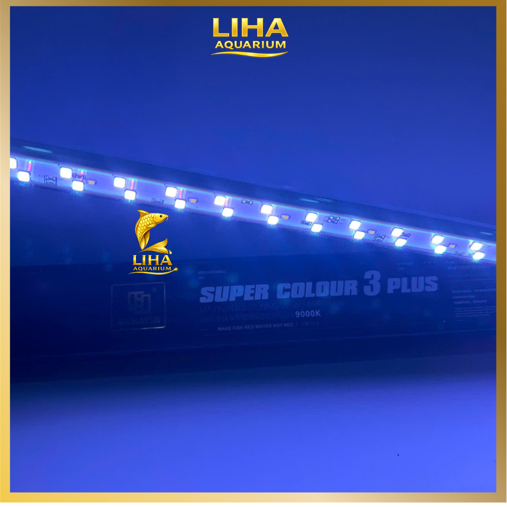 ĐÈN LED MAYIN SUPER COLOUR 3 PLUS Cho Huyết Long - Đèn Taning Cho