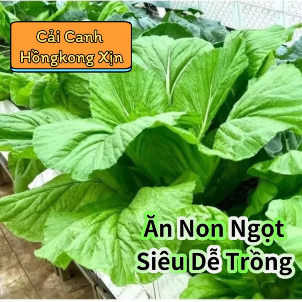 Hạt Giống Cải Canh Hồng Kông💖 NẢY MẦM CỰC ĐỈNH💖 chất lượng cao