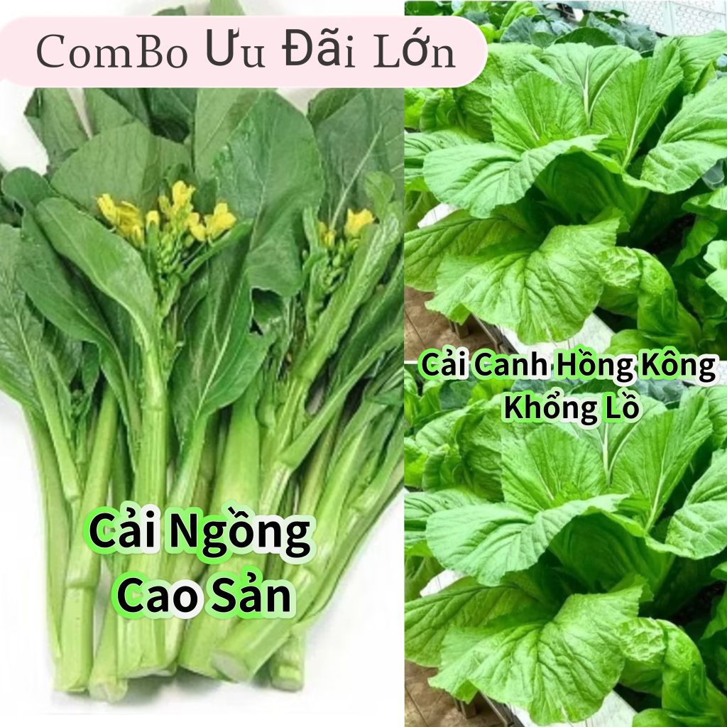 Hạt Giống Cải Ngồng Cao Sản F1❣️ Sale Lớn💝  Chất Lượng Cao