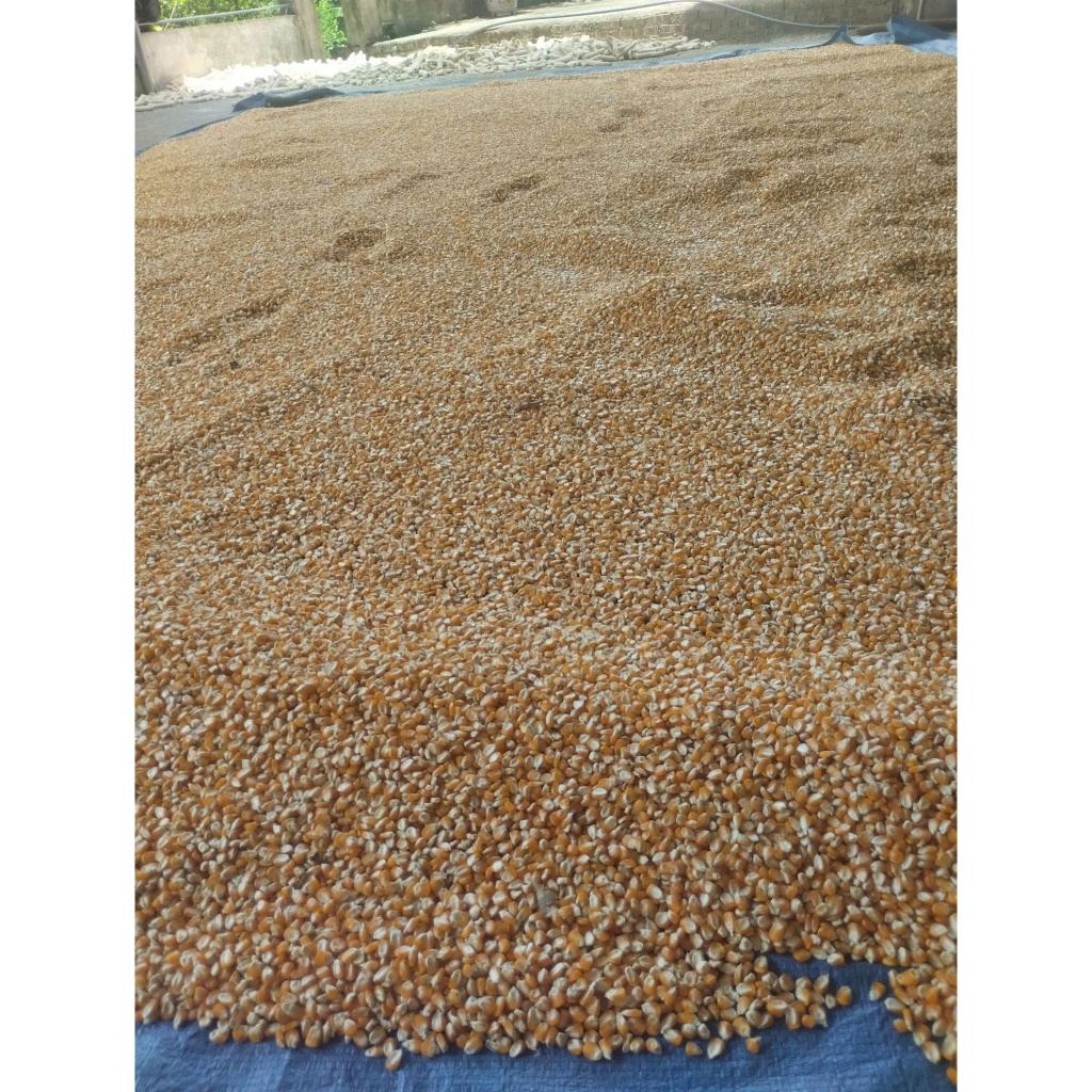 THÍNH NGÔ NGUYÊN CHẤT, MÙI THƠM CỦA THÍNH NGÔ TỰ TRỒNG TẠI RUỘNG NHÀ EM