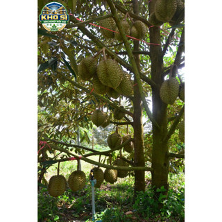 JAPA VIL 110SC 1L – PHUN 2,5 HA – SIÊU NẤM BỆNH, SẠCH NẤM MÁT BÔNG, LƯU DẪN MẠNH
