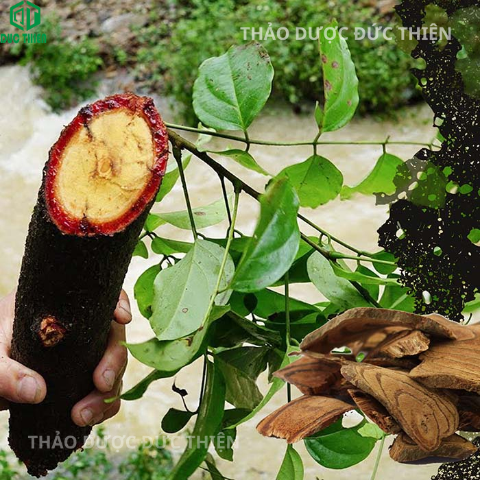 500g, 1kg Huyết Đằng (Cỏ Máu ) Loại 1 Đức Thiện  - Bồi Bổ Khí Huyết, Đau Nhức, Điều Hòa Kinh Nguyệt