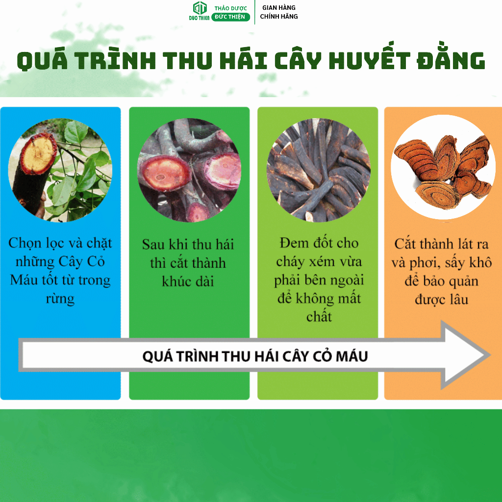 500g, 1kg Huyết Đằng (Cỏ Máu ) Loại 1 Đức Thiện  - Bồi Bổ Khí Huyết, Đau Nhức, Điều Hòa Kinh Nguyệt