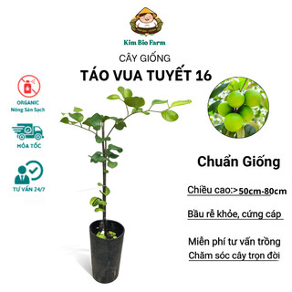 (New) Cây Giống Táo Vua Tuyết 16 KimBioFarm - Giòn Ngọt, Sai Trái, Dễ Trồng, Nhanh Cho Quả, Quả To