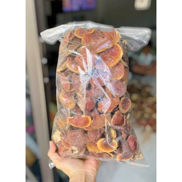 Nấm lim xanh rừng Lai Châu nguyên cây loại 1 thơm lừng,hỗ trợ mát gan,thải độc
