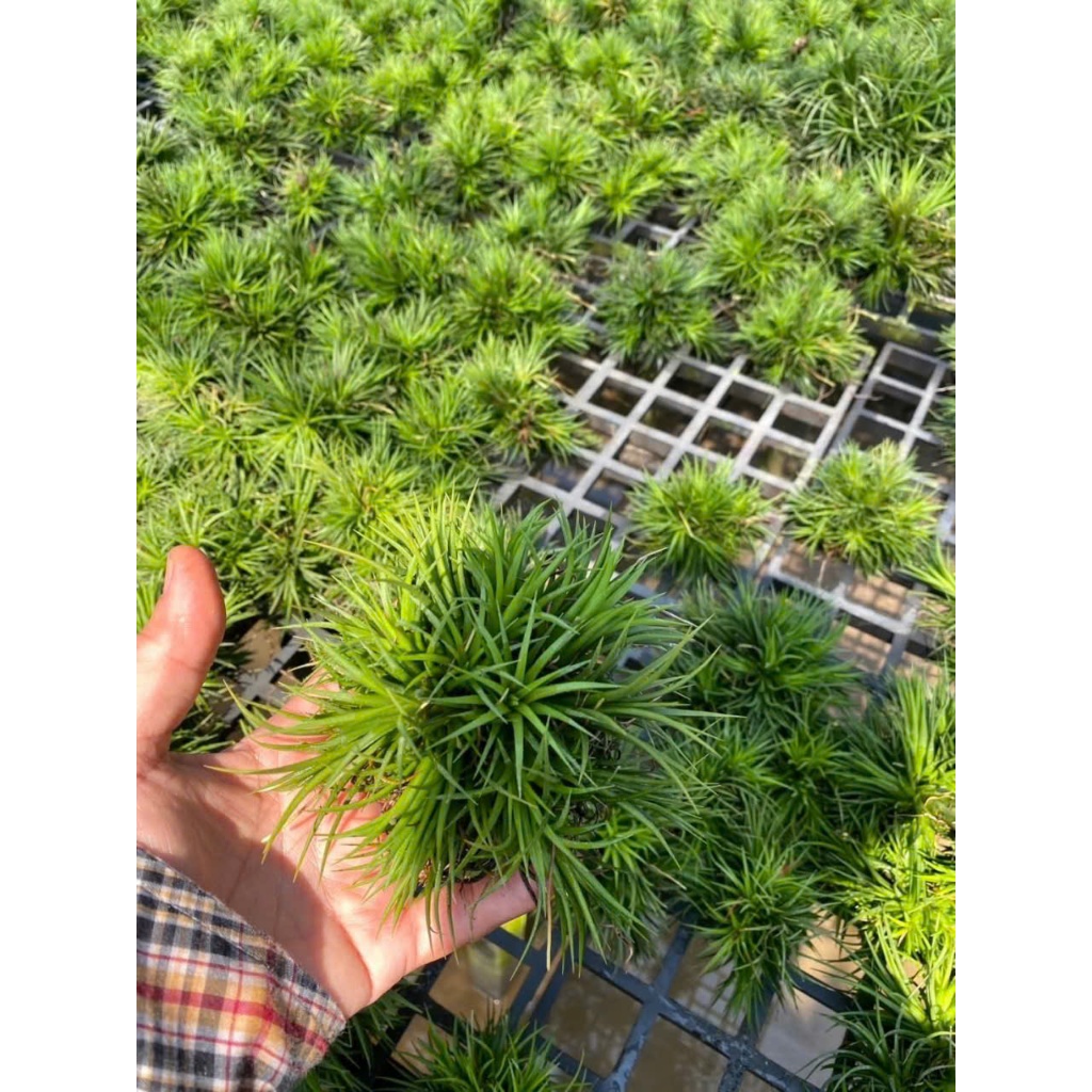 Cây không khí kim yến Chùm to như hình  SIÊU RẺ,cây khỏe mạnh mập mạp nhiều trang trí cảnh quan, nhà cửa, decor, lọc khí