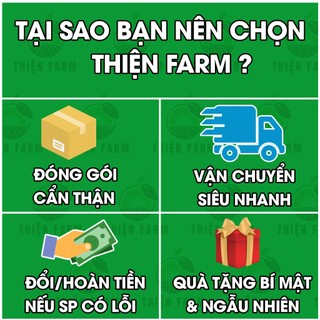 Cây Cam Nhật Lá Nhỏ sẵn trái THIỆN FARM cây trồng chậu, trồng sân thượng, ban công